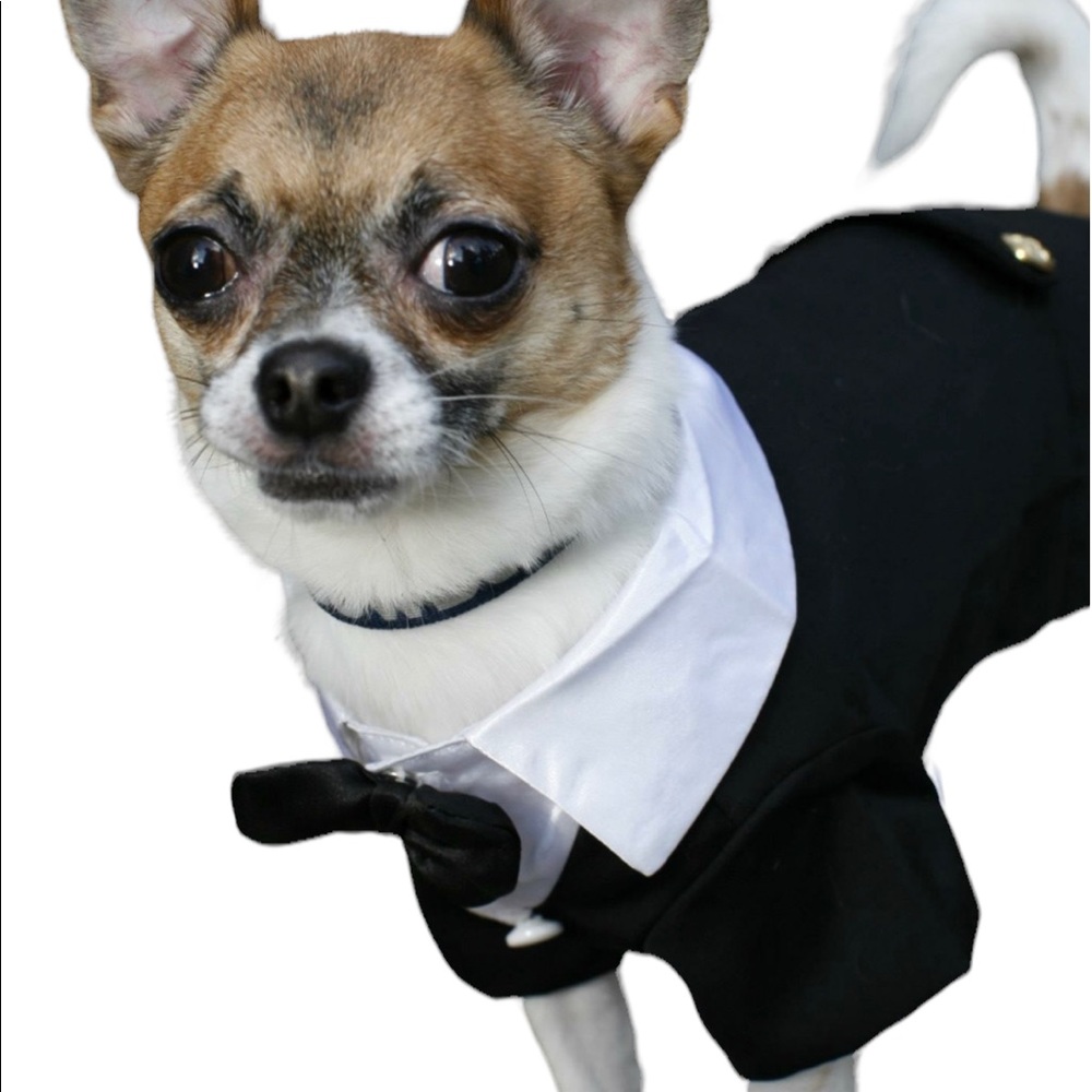 Adorable Dog Tuxedo